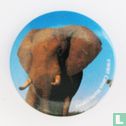 Olifant - Image 1