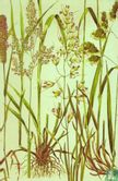 Grassen en schijngrassen in kleur - Image 2