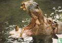 A000221 - Nijlpaard Foto: L.A. van der Monde - Afbeelding 1