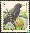 Common starling - Image 1