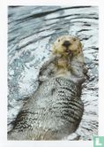 Otter - Afbeelding 1