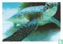 Schildpad - Image 1