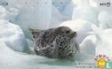 Animals of The North - Gomaph Seal - Bild 1
