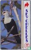 Comoro Blue Pigeon