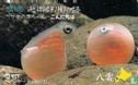 Salmon Eggs - Yakumo - Bild 1