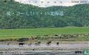 Cows on Riverside - Image 1