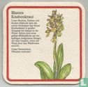 Blasses Knabenkraut - Image 1