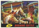 Burning Cattle