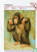 Chimpansee - Afbeelding 1