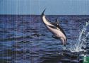 Greenpeace 'Dolphin' - Image 1