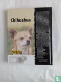 Chihuahua - Bild 2