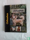 Chihuahua - Bild 1