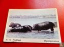 Hippopotamus - Afbeelding 1