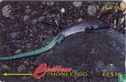 The Saint Lucia Whip Tail Lizard - Bild 1