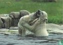 IJsberen: Sizzel en Todz - Afbeelding 1