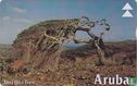 Divi Divi Tree - Afbeelding 1