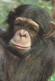Chimpansee - Image 1