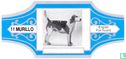Foxhound Anglais - Image 1