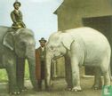 Witte olifant - Image 1