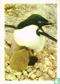 Een Adélie-pinguïn met kuikentjes - Afbeelding 1