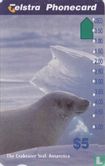 The Crabeater Seal - Afbeelding 1