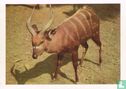 Bongo antilope - Image 1