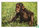 Chimpansee - Afbeelding 1