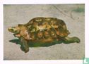 Boslandschildpad - Image 1