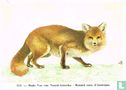 Rode vos van Noord-Amerika - Afbeelding 1