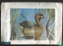 Pied Billed Grebe - Bild 1