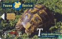 Tortuga Mediterránea [testudo hermanni] - Afbeelding 1