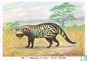 Afrikaanse Civetkat - Afbeelding 1