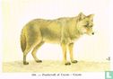 Prairiewolf of Coyote - Image 1