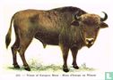 Wisent of Europese Bison - Image 1
