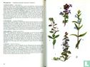 Thieme's Plantengids - Image 3