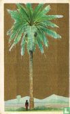 Palmboom - Afbeelding 1