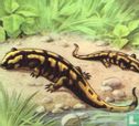 Salamander - Image 1
