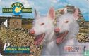 Podenco Ibicenco [Ca Eivissec]  - Image 1