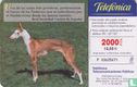 Podenco Ibicenco [Ca Eivissec] - Image 2