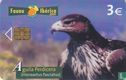Aguila Perdicera [Hieraaetus fasciatus] - Afbeelding 1