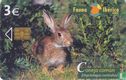 Conejo común [Oryctolagus cunículus]  - Afbeelding 1