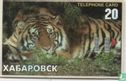 Tiger Chabarovsk Zoo - Image 1