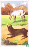 Het Paard en de Wolf - Image 1