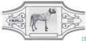 English Mastiff  - Afbeelding 1