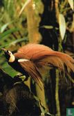 De raggi's paradijsvogel - Afbeelding 1