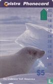The Crabeater Seal - Image 1
