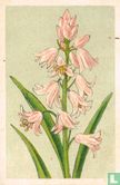 Belgische Hyacinth of Boschhyacinth - Image 1