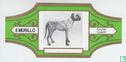 English Mastiff  - Image 1