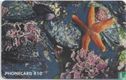 Starfish - Image 2