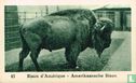 Amerikaansche Bison - Image 1